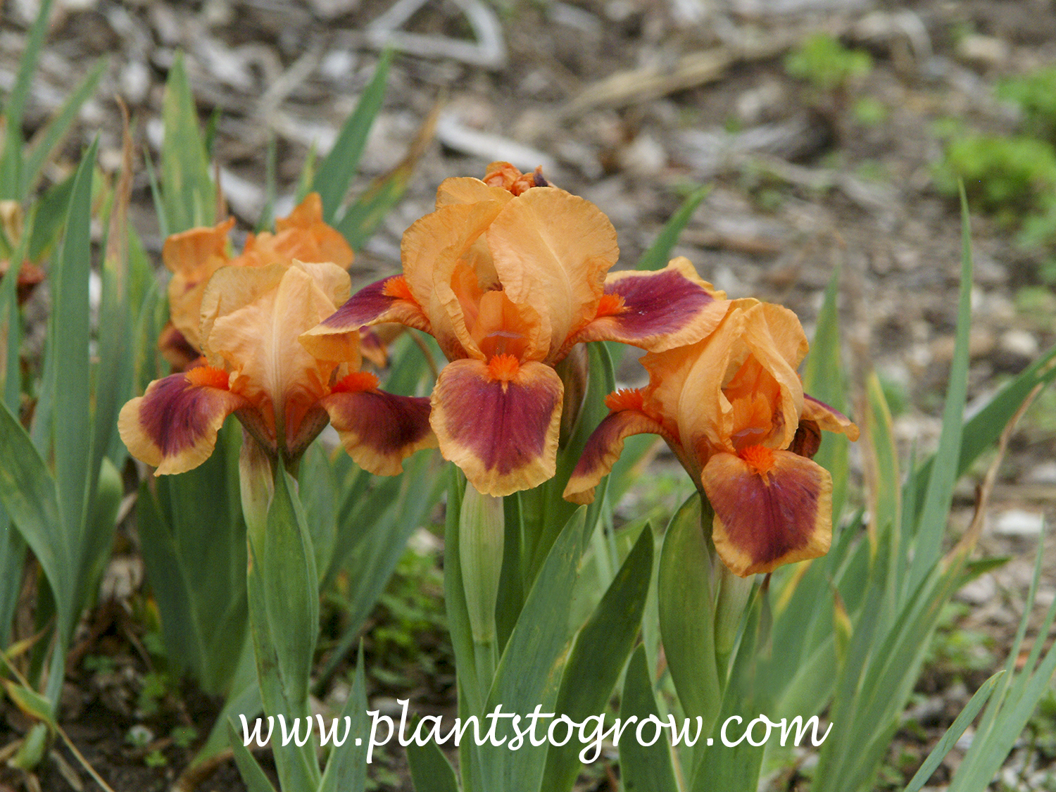 ' Pele' Standard Dwarf Bearded Iris